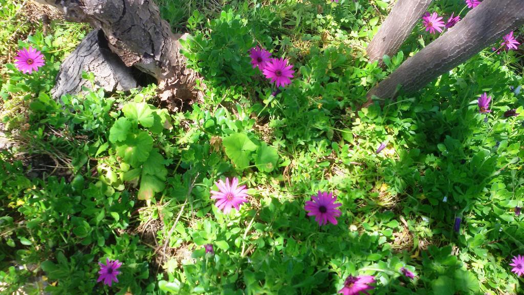 Seafront Apartments Garden House Taormina Luaran gambar